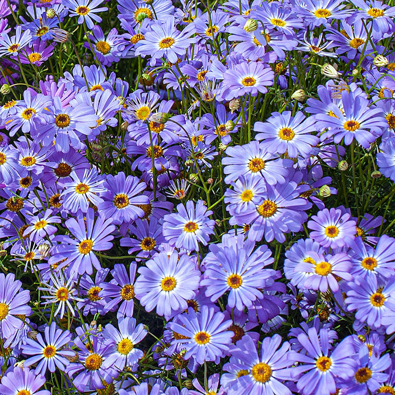 Swan River Daisy with small purple flowers